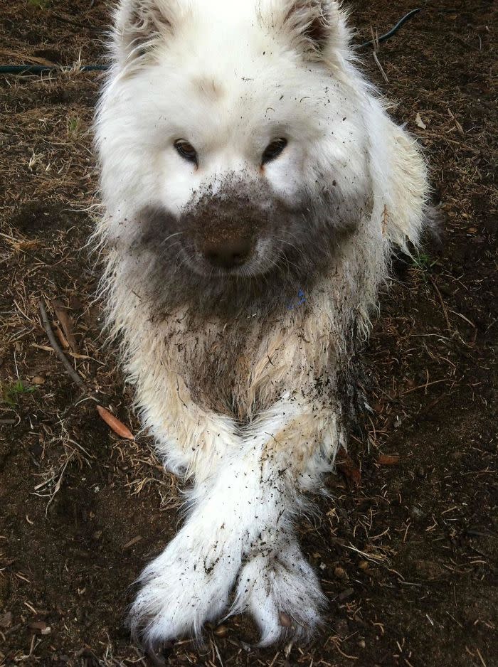 Diese Hunde lieben Matsch!