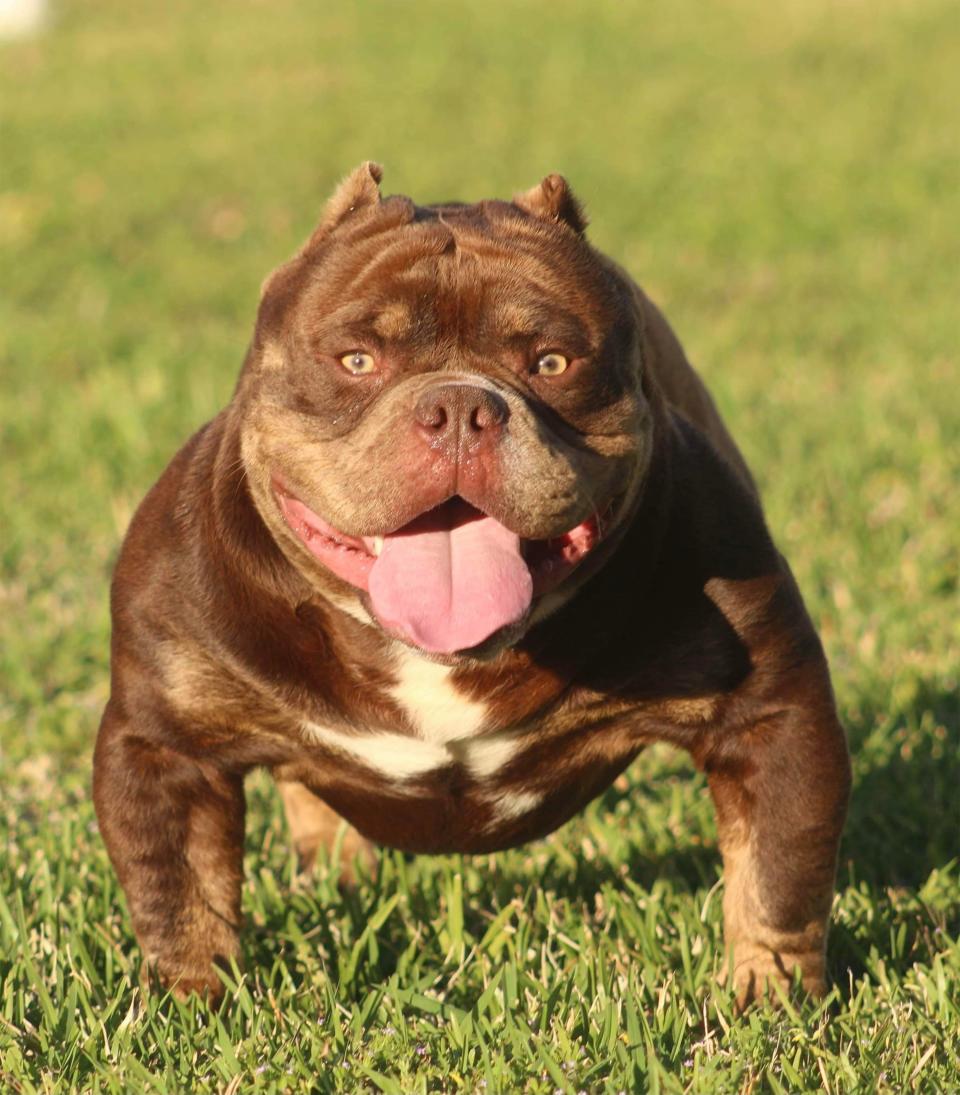 Rich Chocolate is an exotic bully.