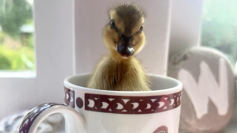 A duckling in a teacup 