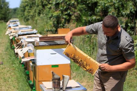 Beekeeper Daniel Ferencz inspects bee hives in a forest in Backo Petrovo Selo, Serbia, July 7, 2017, after a grant from the Hungarian government enabled him to buy a honey bottling machine, as well as bees and hives. REUTERS/Bernadett Szabo