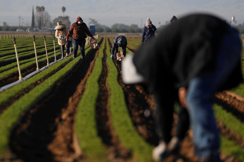 Agricultural workers in carrot fields at a farm near Arvin, California on April 3. (Photo: Shannon Stapleton / Reuters)