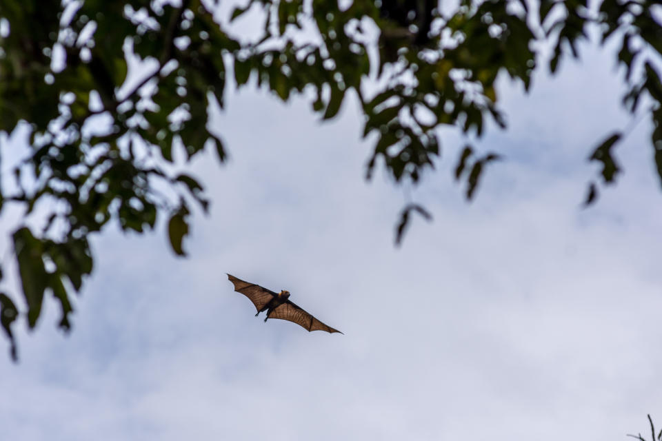 A flying fox aka fruit bat in flight during the day time with over cast grey sky back ground and tree tops.