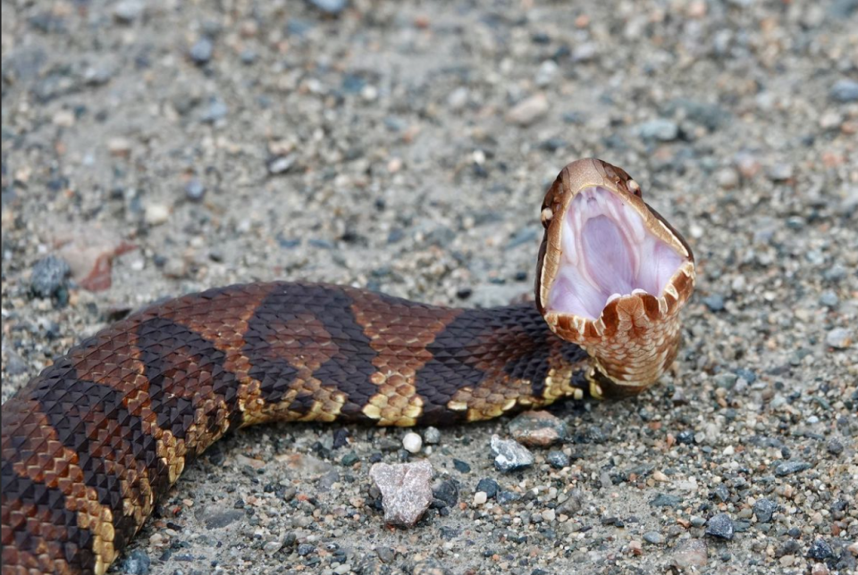 Cottonmouth