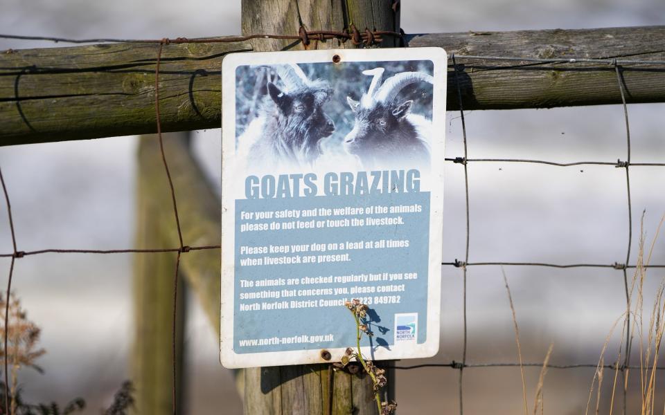 A sign telling visitors about the grazing Bagot goats on the cliffs at Cromer, Norfolk