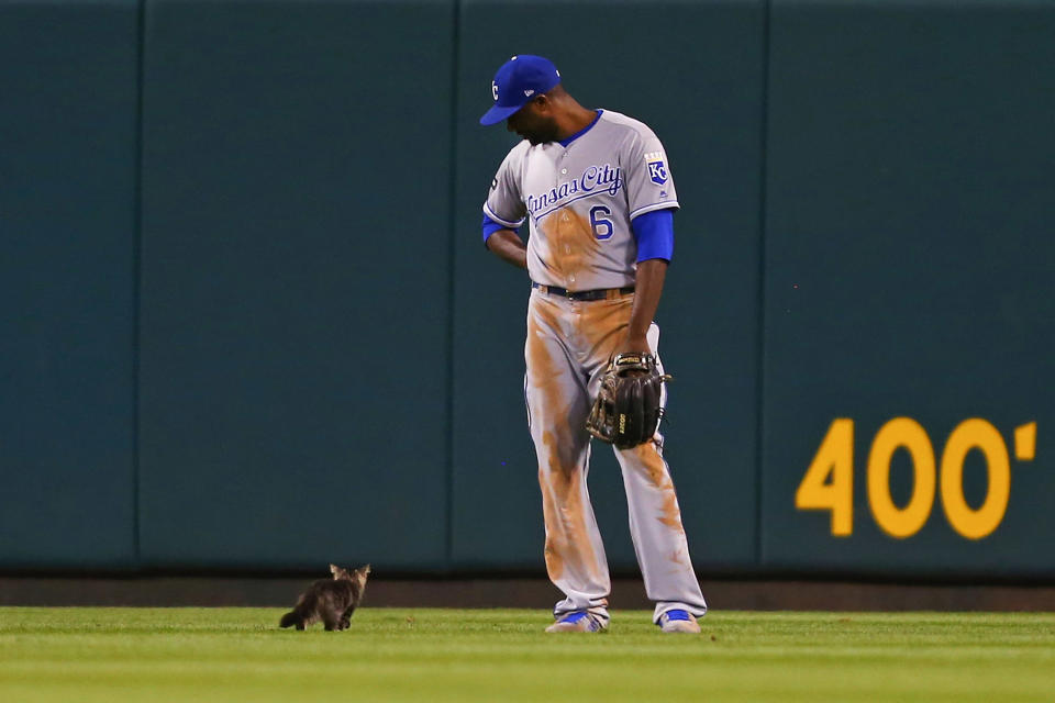<p>Lorenzo Cain #6 of the Kansas City Royals watches a kitten run across the outfield in the sixth inning during a game against the St. Louis Cardinals at Busch Stadium on August 9, 2017 in St. Louis, Missouri. (Photo by Dilip Vishwanat/Getty Images) </p>