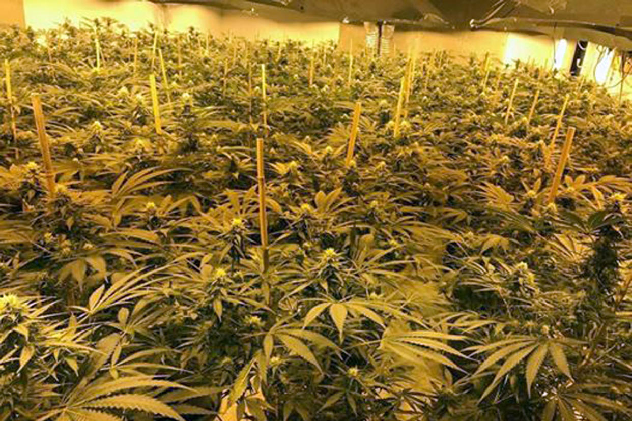 The cannabis farm found at an underground bunker: Wiltshire Police