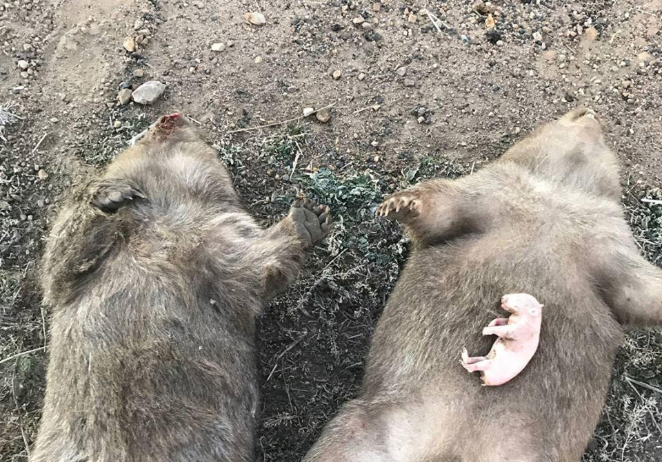 NSW wombat rescuer Yolandi Vermaak says we need to do more to protect wombats after encountering several dead wombats and their joeys. Source: Facebook/ Wombat Rescue