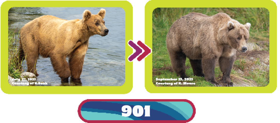 See the transformation of Bear 901 from July to September in 2023. 