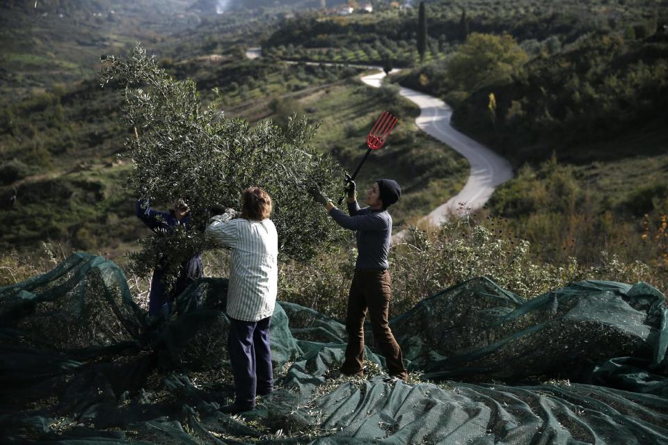 Vasiliki Bourou, right, a private sector employee who lives in Athens, collects olives with relatives at a family olive grove in Kalo Pedi village, about 335 kilometers (210 miles) west of Athens, Greece on Monday, Dec. 2, 2013. Widespread ownership of olive groves among Greeks has helped maintain supplies to households as they struggle through a sixth year of recession. (AP Photo/Petros Giannakouris)
