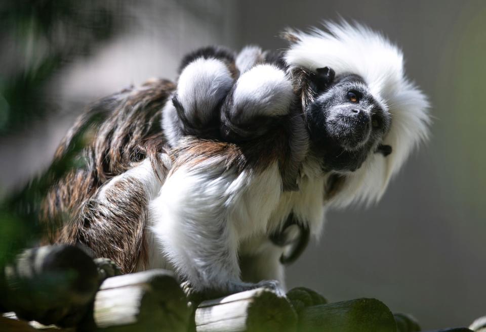 The Cape May County Park & Zoo offers visitors a chance to see many animals throughout the park in Cape May Court House, N.J. A cotton-top tamarin carries two babies on its back on Tuesday, April 12, 2022.