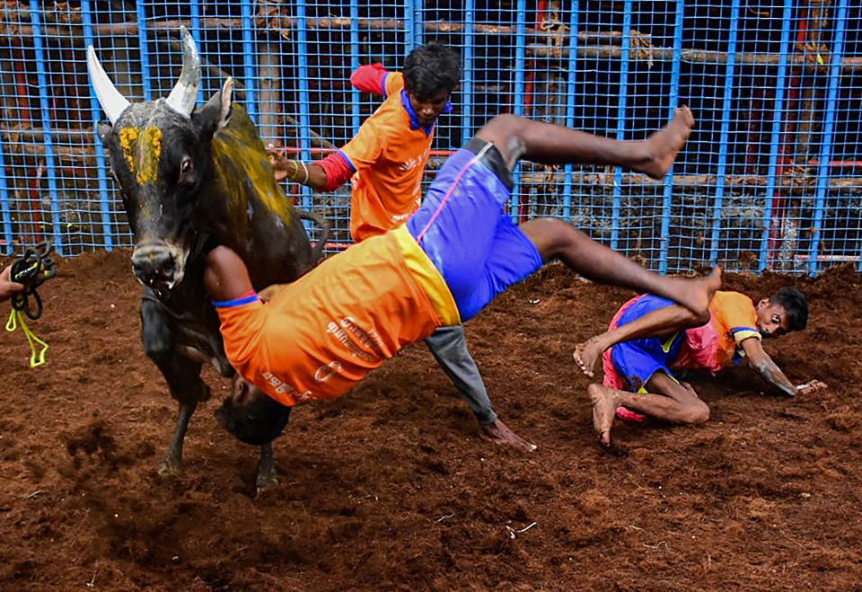 Participants try to tame a bull during Avaniyapuram Jallikattu as the part of Pongal festival celebration, in Chennai, Thursday, 14 January, 2021.