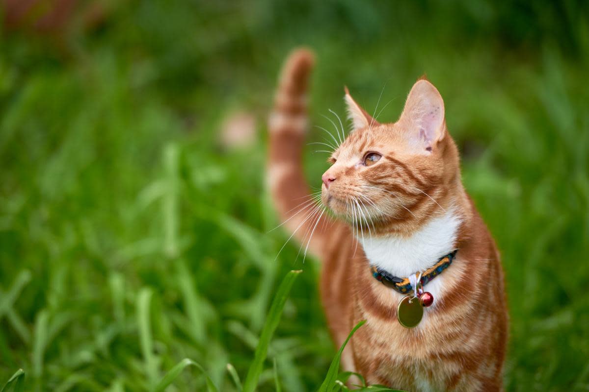Cats can wear collars but it's not mandatory for pet owners to provide them <i>(Image: Getty)</i>