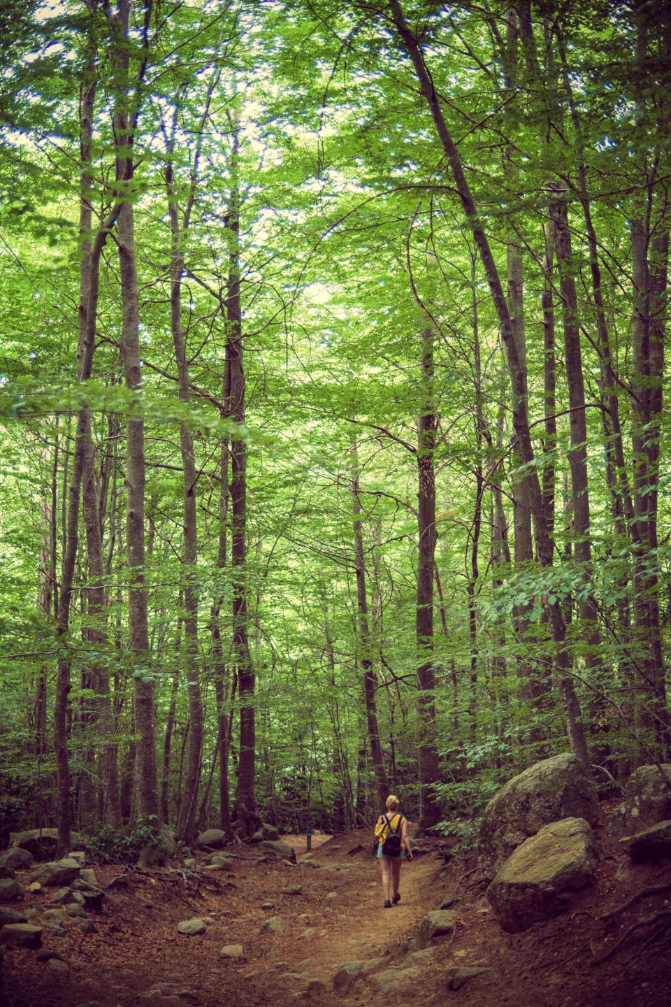 'The forest': Down in the woods in Cataluñya, Spain.