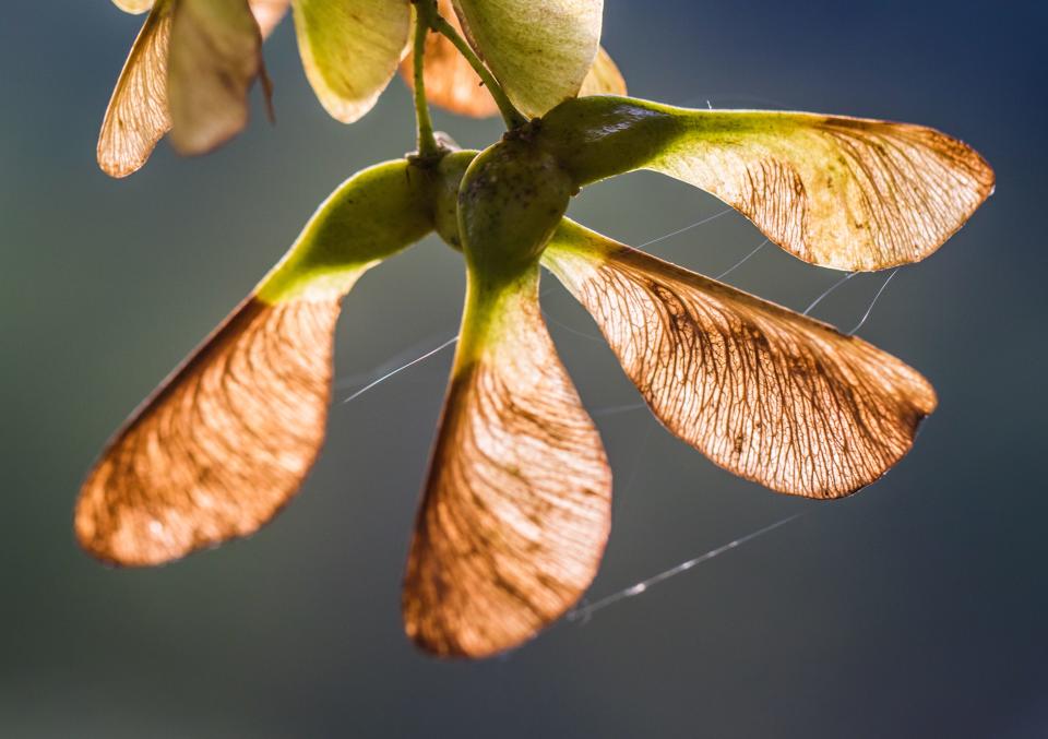 Maple seed