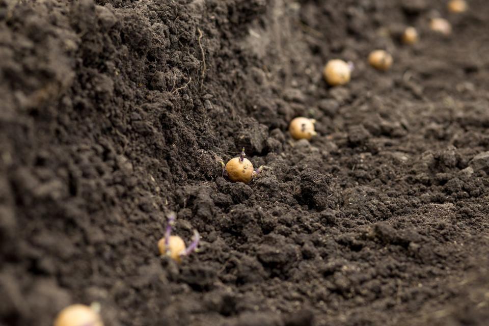 planting potatoes close up potatoes with sprouts in the ground