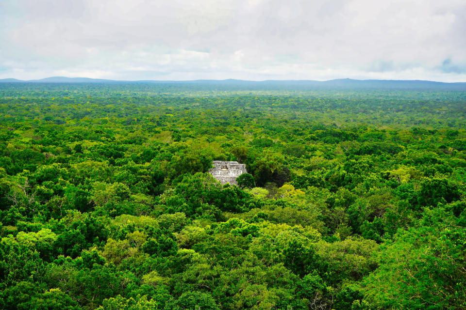 Majestic Mayan Pyramid 1 at Calakmul rises above the breathtaking Jungle Canopy for as far as the eye can see on a beautiful day in the Calakmul Biosphere Reserve in Campeche Mexico