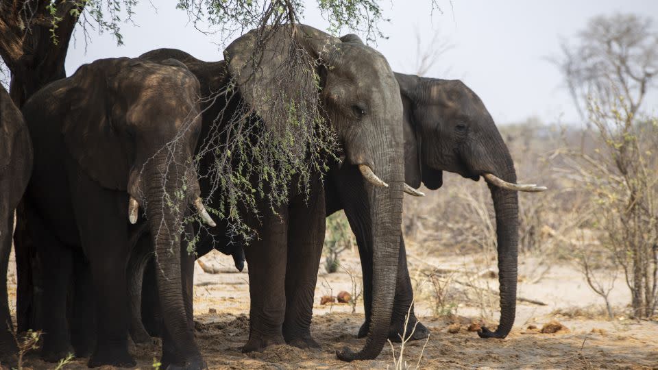 Elephants are seen on the Makgadikgadi Basin in Botswana on October 13, 2023. The landlocked southern African country has a landscape defined by the Kalahari Desert and the Okavango Delta, which becomes a lush animal habitat during the seasonal floods. - Murat Ozgur Guvendik/Anadolu/Getty Images