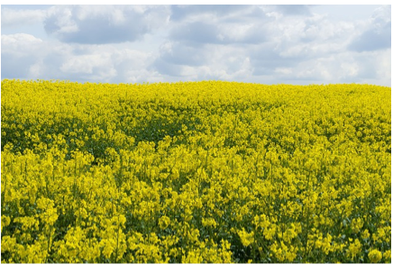 Canola