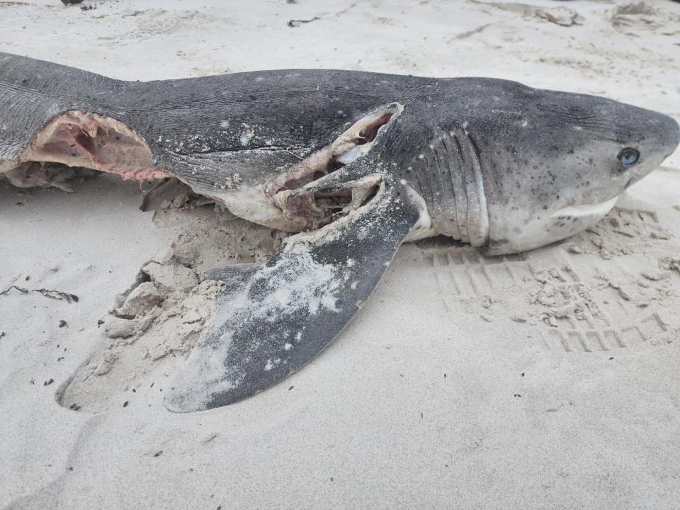 A shark killed by Port and Starboard who had its liver removed by the pair