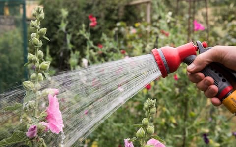 Watering plants should be done early in the morning, or in the evening or night - Credit: Matt Cardy/Getty Images Europe