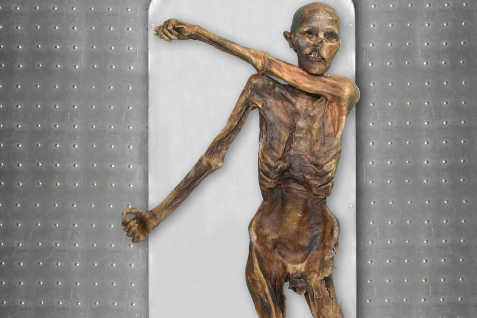 This photo provided by The South Tyrol Museum of Archaeology shows "Oetzi the Iceman," one of the oldest human glacier mummies. Decades after he was discovered in the Italian Alps, scientists determined that Oetzi was mostly descended from farmers from present day Turkey, and his head was balder and skin darker than what was initially thought, according to a study published Wednesday, Aug. 16, 2023, in the journal Cell Genomics. (Marco Samadelli, Gregor Staschitz/South Tyrol Museum of Archaeology/EURAC via AP)