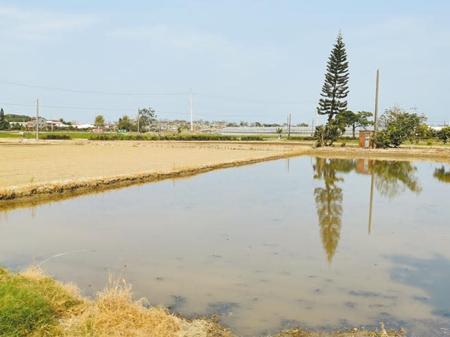 今年白河區蓮田種植面積大減為170公頃，無地下水源的農田只好直接休耕。（劉秀芬攝）