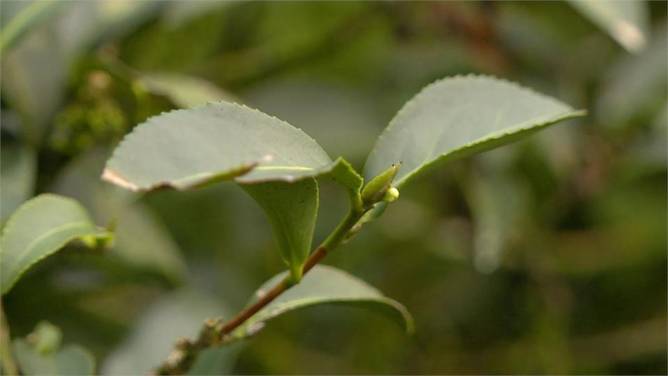 茶產業導入「新興跨域科技」　茶農用手機監控種植狀況