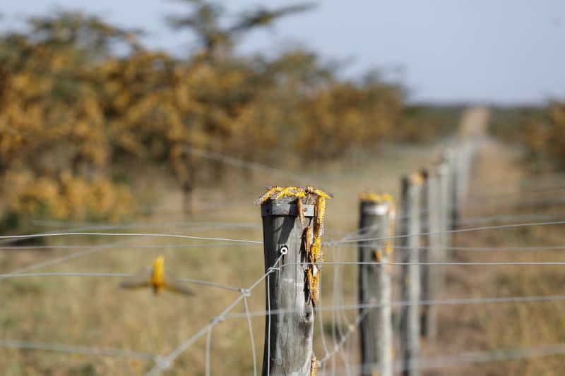 Desert locusts are seen on the fence surrounding a ranch near the town on Nanyuki in Laikipia county