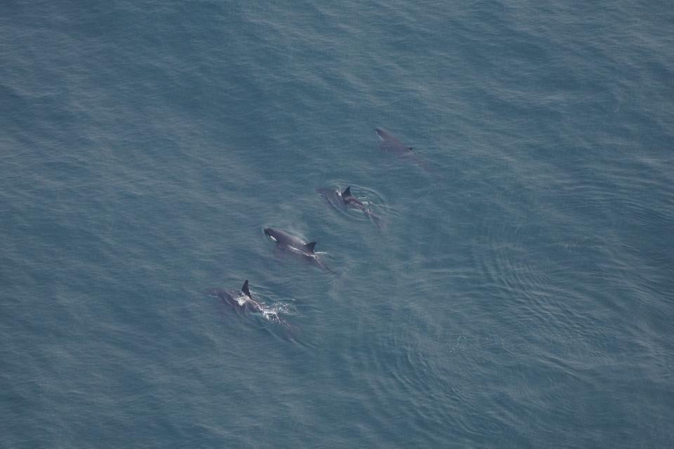 New England Aquarium scientists spotted four killer whales swimming together as the research team flew aerial surveys 40 miles south of Nantucket, Massachusetts.