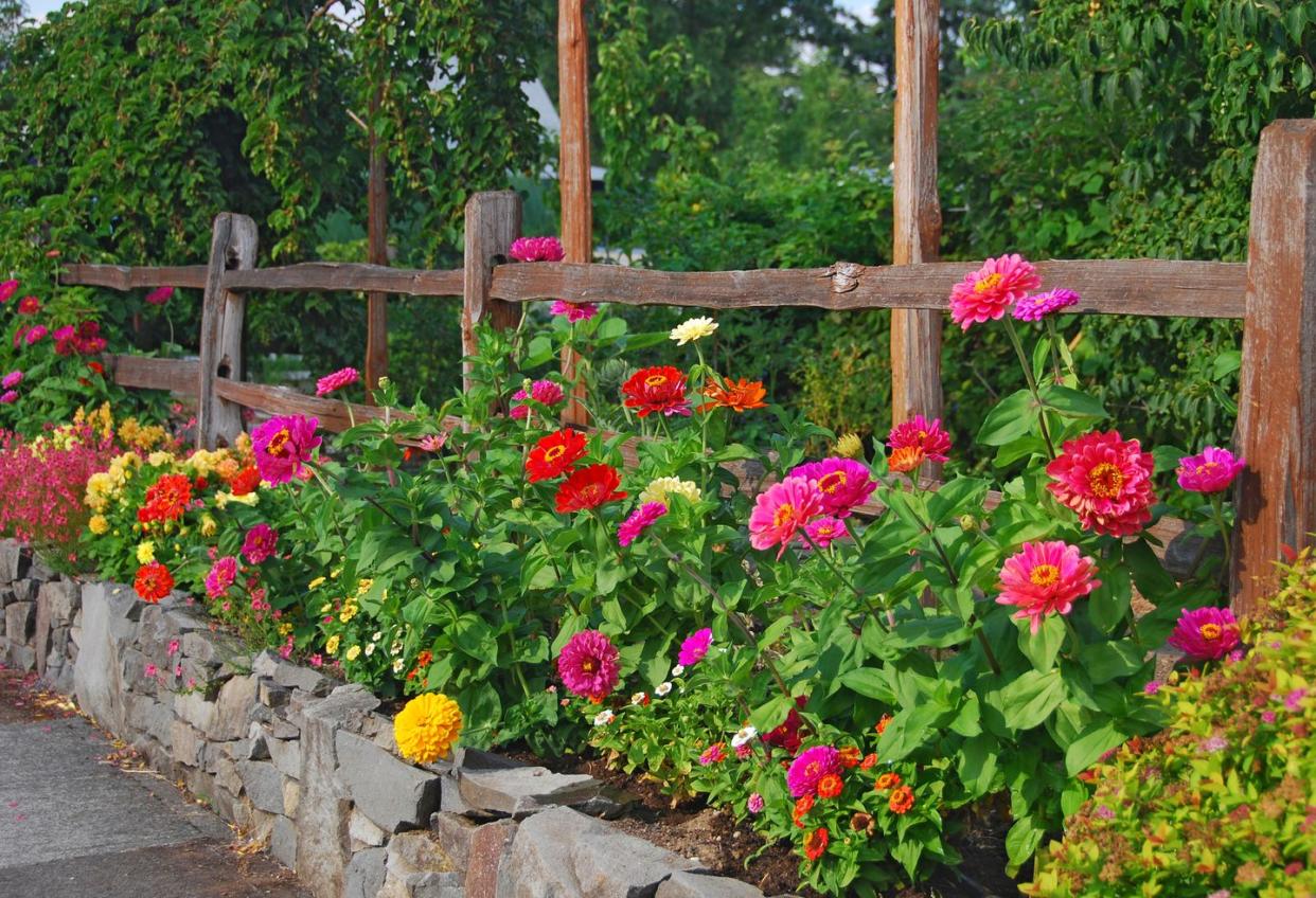 a flower bed of zinnias in pink and red