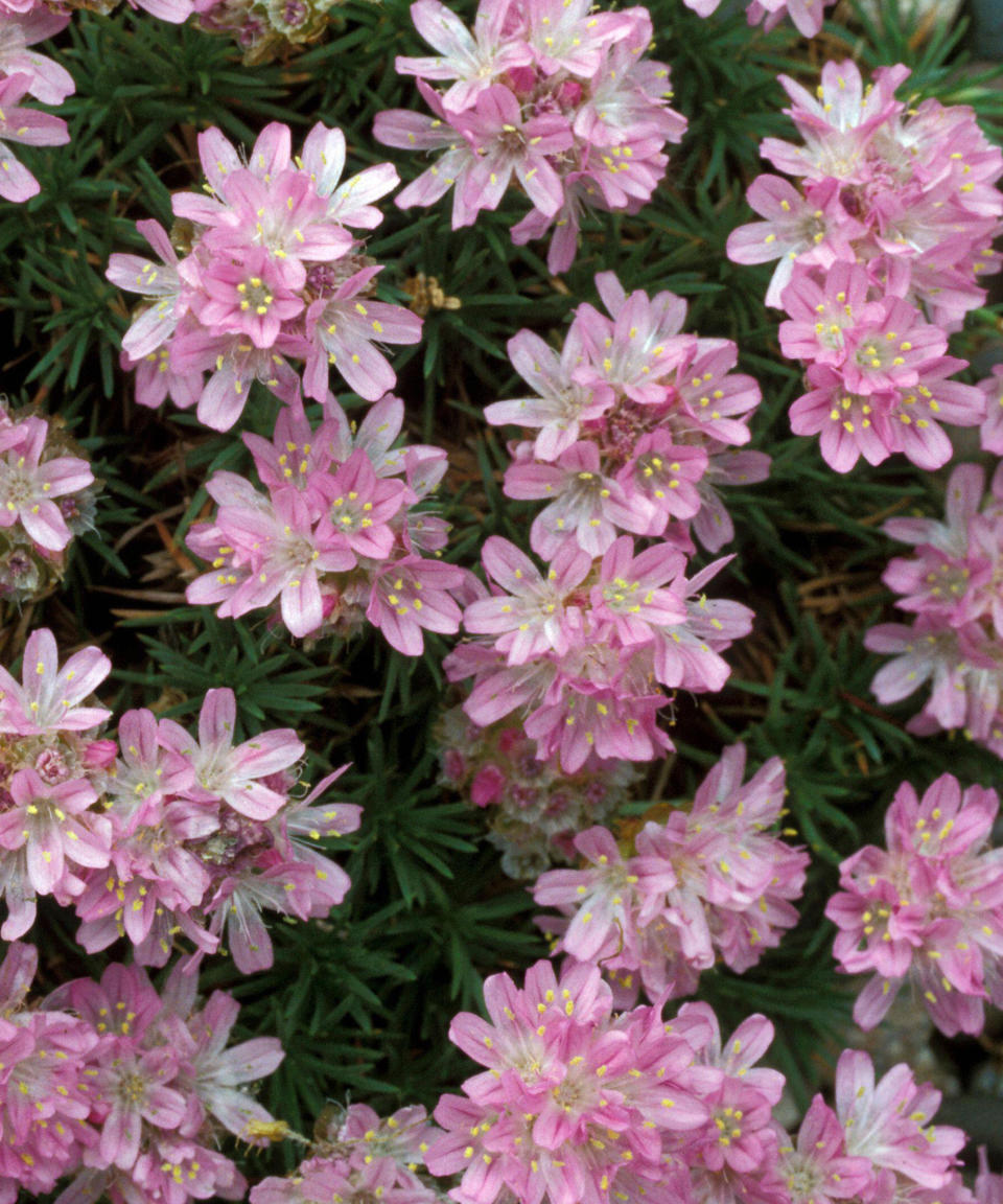 11. Armeria juniperifolia ‘Bevan's Variety’ AGM