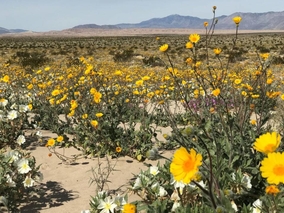 Wildflower blooms seen at Ocotillo Wells SVRA in 2019.