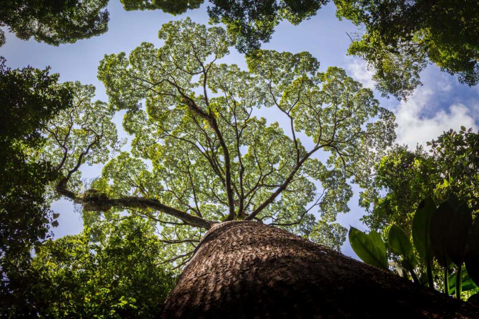 龍腦香樹部分樹木高達90公尺高。（圖／BBC提供）
