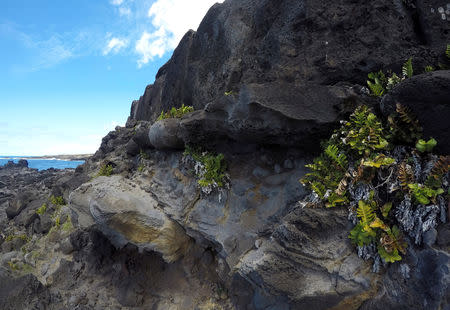 Seaweed, that grows on volcanic rock, are seen at the coastal edge in Easter Island, Chile January 31, 2019. Picture taken January 31, 2019. REUTERS/Jorge Vega