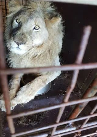 南非被人工飼養的獅子。（圖／翻攝自推特）