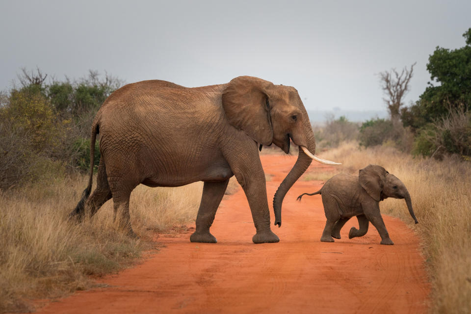 A parent and baby elephant