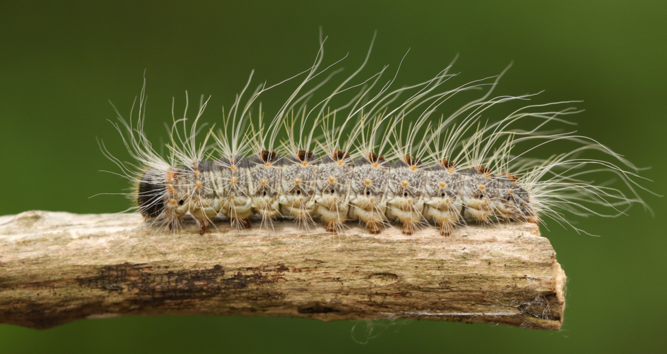 An Oak processionary Moth Caterpillar, Thaumetopoea processionea, walking along a twig in woodland.