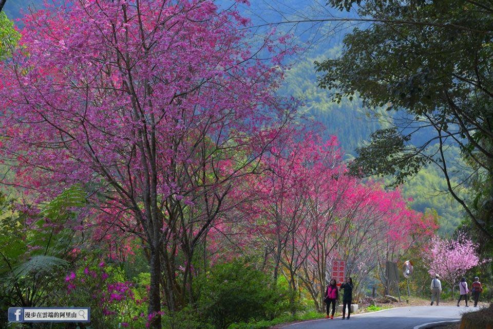 雖然還未進入3月10日的「阿里山花季」，但不少地方櫻花已盛開。（黃源明提供）