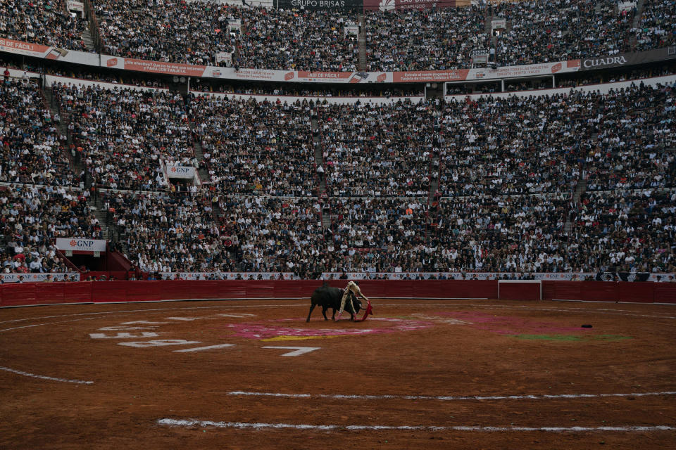 Un toro de lidia, en una finca propiedad de Javier Garfias III, criador de toros de lidia de tercera generación, en Los Cues, Querétaro, México. (Luis Antonio Rojas/The New York Times)