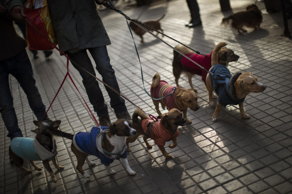 A man walks with his six dogs to be blessed during the feast of Saint Anthony, Spain’s patron saint of animals, in Barcelona, Jan. 17, 2019. (Photo: Emilio Morenatti/AP)