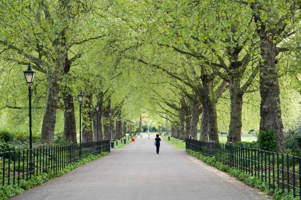 <p>Known for its woodland areas and smooth terrain, it’s no wonder this lush oasis is a magnet for London’s runners. Its most popular route is the <a href="https://www.strava.com/segments/8414280" rel="nofollow noopener" target="_blank" data-ylk="slk:Battersea Short Corner;elm:context_link;itc:0;sec:content-canvas" class="link ">Battersea Short Corner</a>, with over 26,000 efforts clocked up in the last three months.</p>