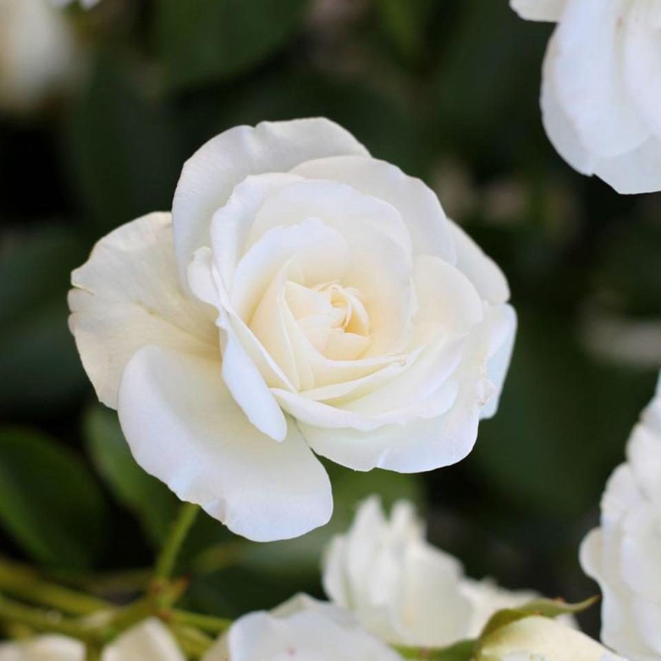 4) Cancer: White rose