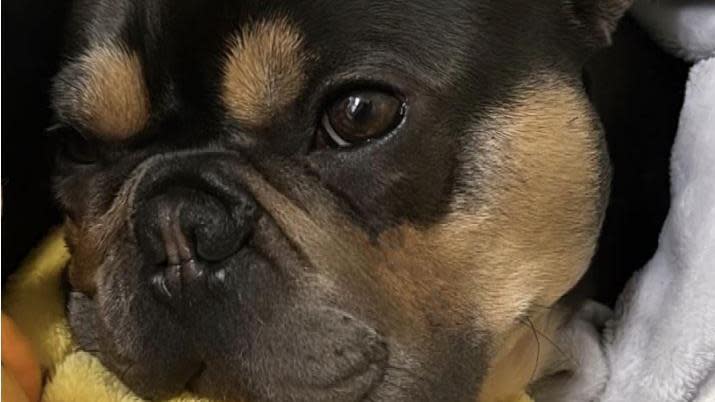 A picture of Frankie the french bulldog curled up a grey blanket with a yellow toy. 