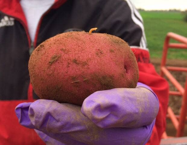 Ryan Barrett calls wireworm one of the largest yield-robbing pests for potato growers on P.E.I.  