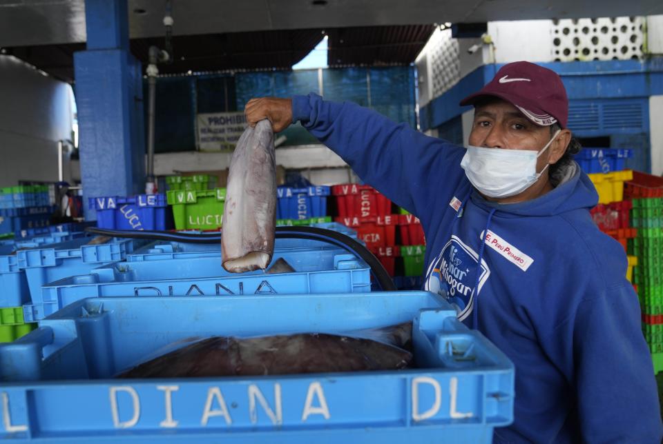 Fisherman José López, shows a piece of squid in Pucusana, Peru, Monday, Sept. 20, 2021. Fishing has been a way of life for López and dozens of other artisanal fishermen in Pucusana, a port carved from the barren, desert-like hills south of Peru’s capital. But a decade ago the tuna that he once effortlessly caught vanished. So, the fishermen turned their boats to squid. Now they face a new threat: China’s distant water fishing fleet. (AP Photo/Martin Mejia)