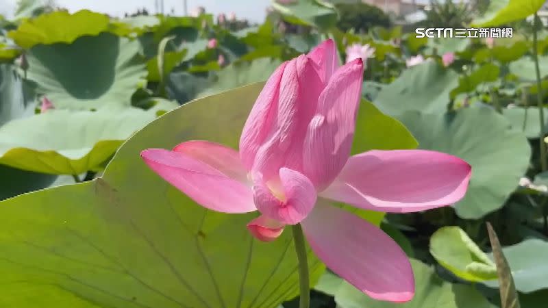 白河蓮花盛開美景廣受民眾喜愛。