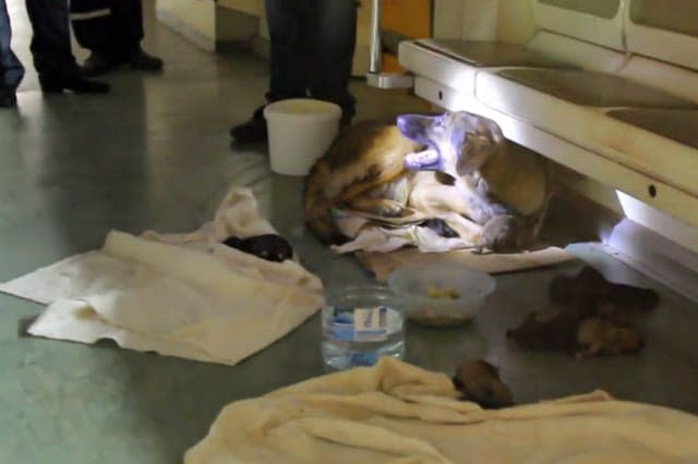 Stray dog gives birth on Moscow metro train