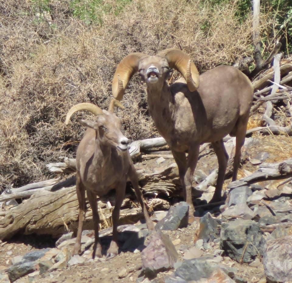 Bighorn sheep near Barstow, Calif., in January 2021.