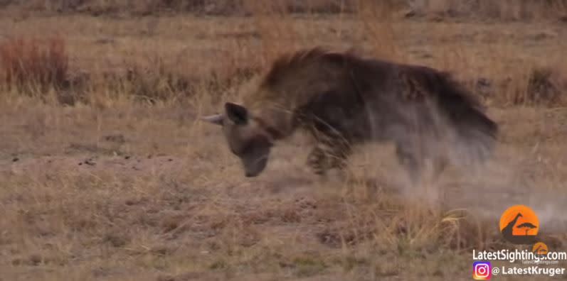 土豚花不到2秒時間躲進洞穴。（圖／翻攝自Kruger Sightings Youtube）