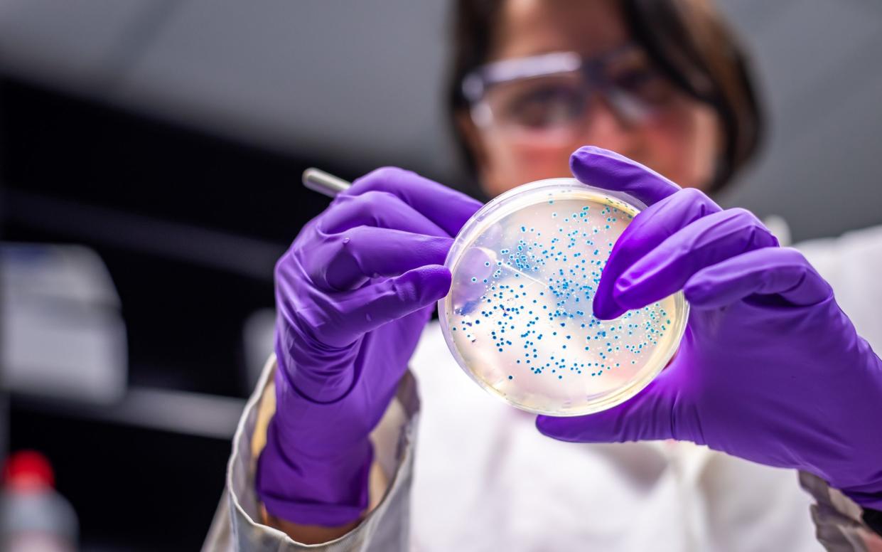 scientist in microbiology laboratory working with E coli culture